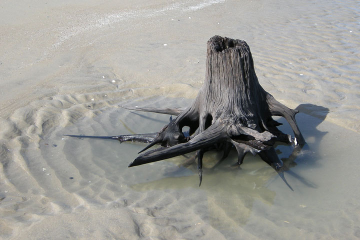 tree stump on a beach, Corolla, North Carolina, May, 2011