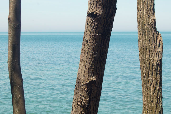 tree trunks, Niagara on the Lake, Ontario, Canada, May, 2013